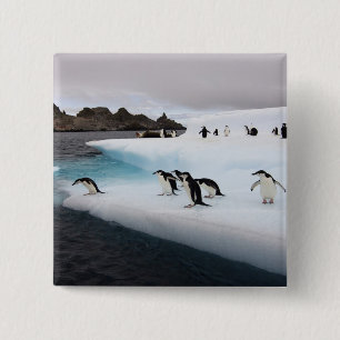Brillenpinguine Button