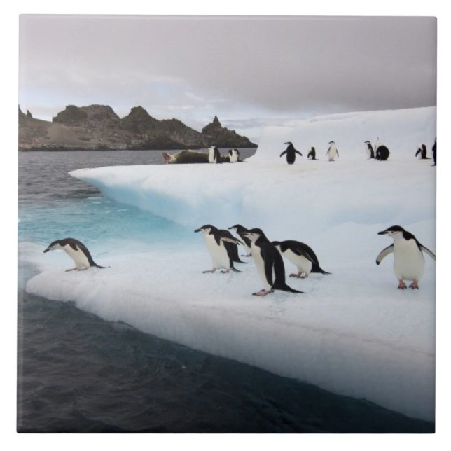 Brillenpinguine Fliese (Vorderseite)