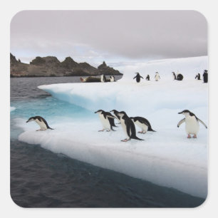 Brillenpinguine Quadratischer Aufkleber