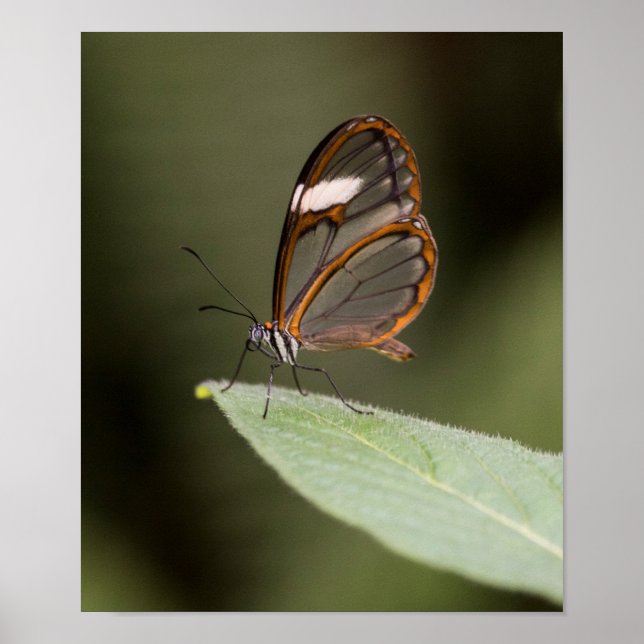 Brillenschmetterling auf einem Blatt Poster (Vorne)