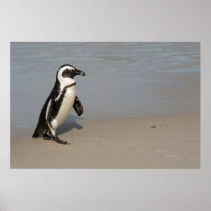 Brillenschwalbenpinguin beim Gehen Poster