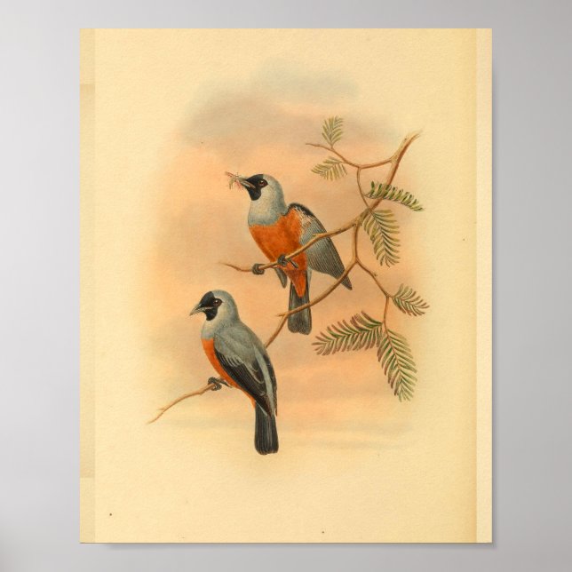 Brillenvanga-Vogel Vintage-Druck Poster (Vorne)