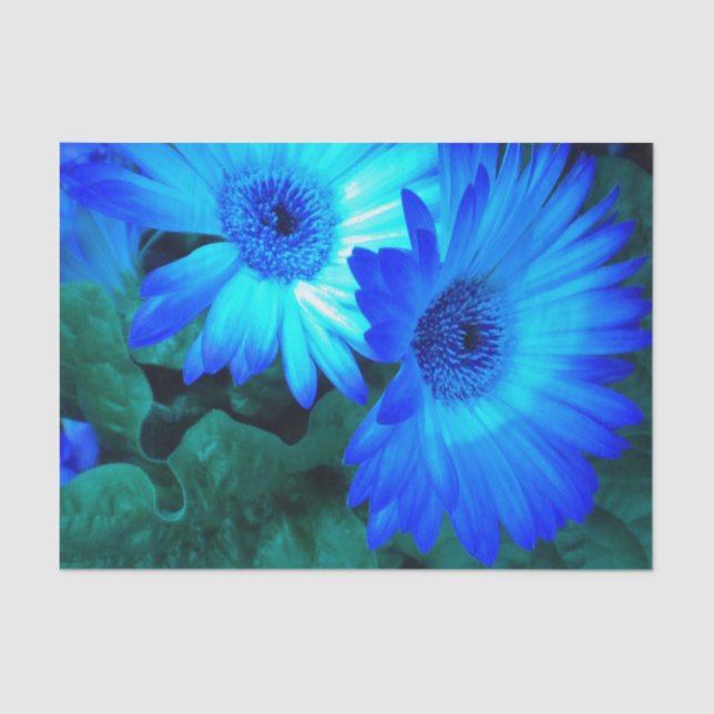 Brilliant Blue Daisies Seidenpapier (Vorderseite)
