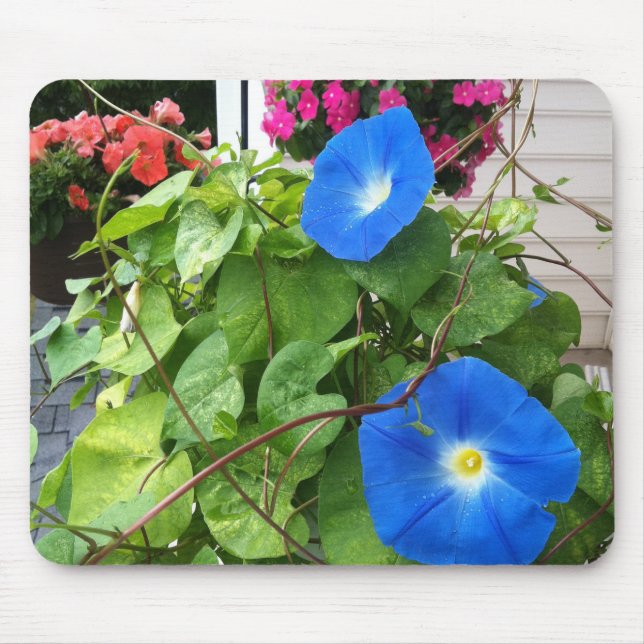 Brilliant Blue Morning Glories Close-up Mousepad (Vorne)
