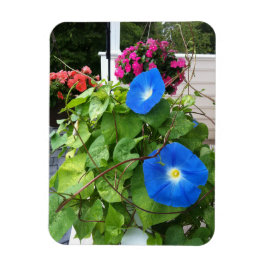 Brilliant Blue Morning Glories Magnet