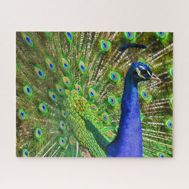 Brilliant Blue Peacock Jigsaw Puzzle (Horizontal)