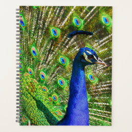 Brilliant Blue Peacock Planer