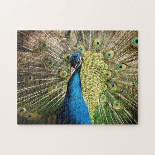 Brilliant Blue Peacock Puzzle