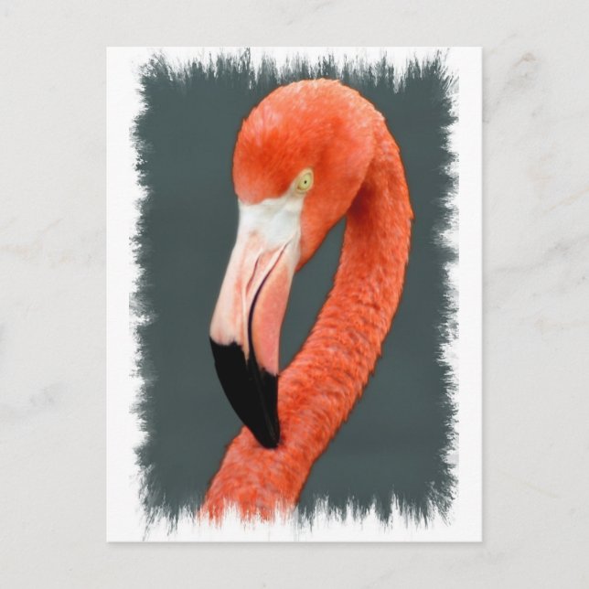 Brilliant Flamingo Postcard Postkarte (Vorderseite)