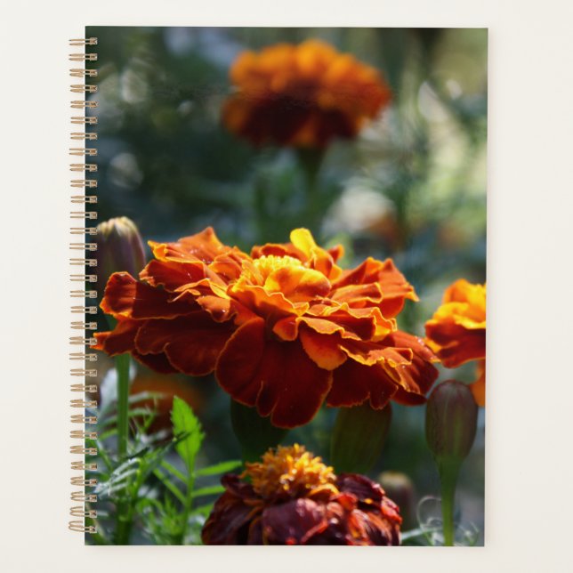 Brilliant Marigolds Macro Foto Planer (Vorderseite)
