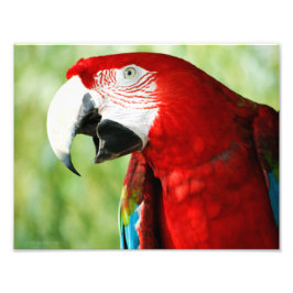 Brilliant Red Fotodruck