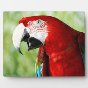 Brilliant Red Fotoplatte