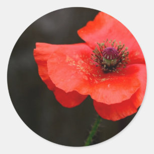 Brilliant Red Poppy Runder Aufkleber