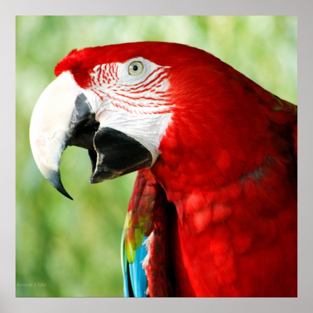 Brilliant Red Poster (Vorne)