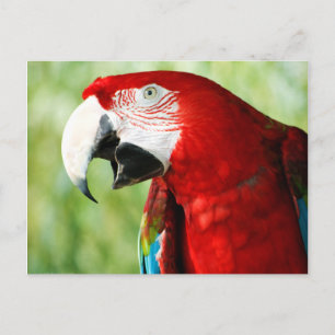 Brilliant Red Postkarte
