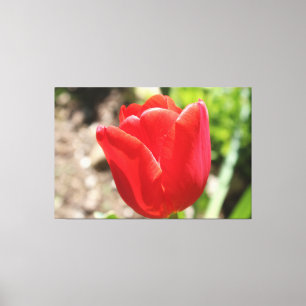 Brilliant Red Tulip Leinwanddruck