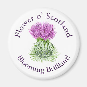 Brilliant Scottish Thistle blühend Magnet