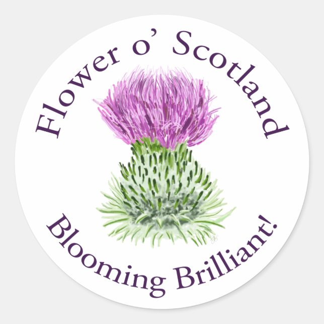 Brilliant Scottish Thistle blühend Runder Aufkleber (Vorderseite)
