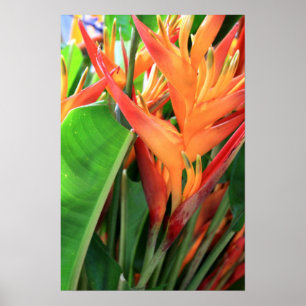 Brilliant Tropical Heliconia Florals Poster