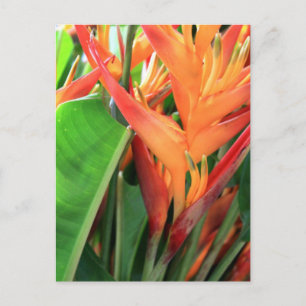 Brilliant Tropical Heliconia Florals Postkarte
