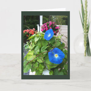 Brilliante Blaue Trichterwinden Blanko Karte