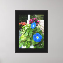 Brilliante Blaue Trichterwinden