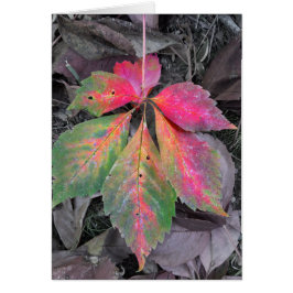 Brillianz unter Grau - Herbstleaf