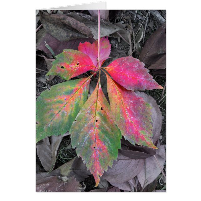 Brillianz unter Grau - Herbstleaf (Vorne)