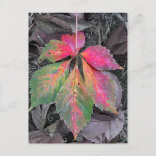 Brillianz unter Grau - Herbstleaf Postkarte