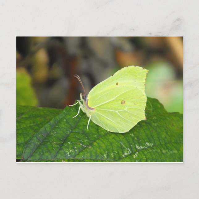 Brimstone (Gonepteryx rhamni) Schmetterling Postkarte (Vorderseite)