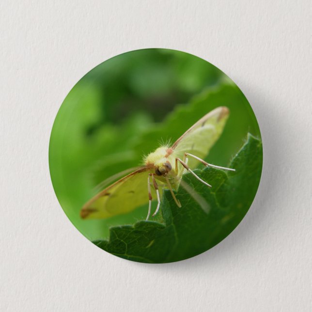 Brimstone Moth Button (Vorderseite)