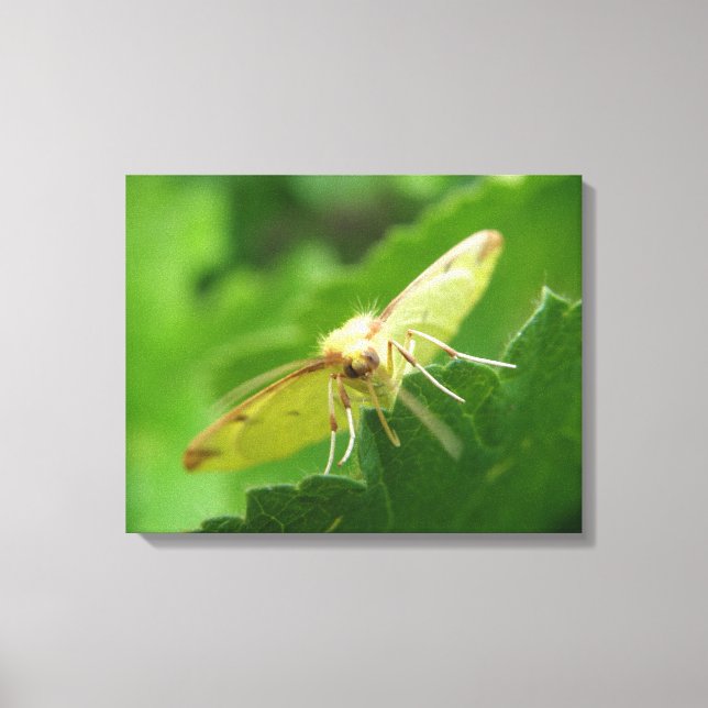 Brimstone Moth Canvas Print Leinwanddruck (Vorderseite)
