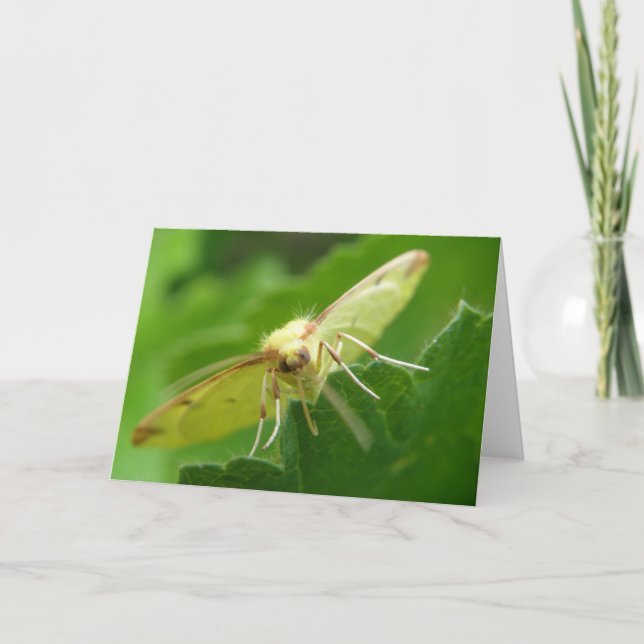 Brimstone Moth Grußkarte Karte (Vorderseite)