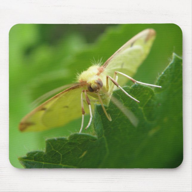 Brimstone Moth Mousepad (Vorne)