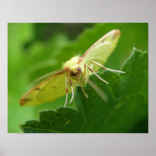 Brimstone Moth Print Poster