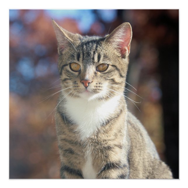 Brin Poster (Vorderseite)