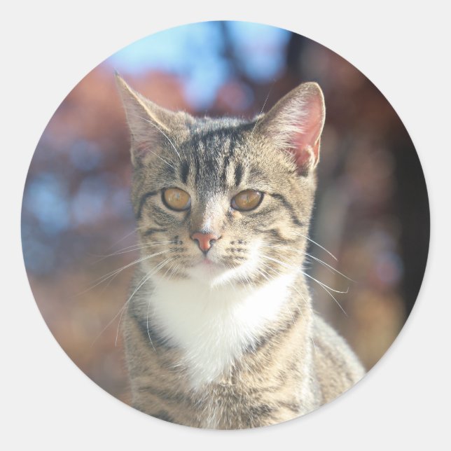 Brin Runder Aufkleber (Vorderseite)