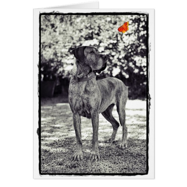 Brindel Dane Helia (Vorne)