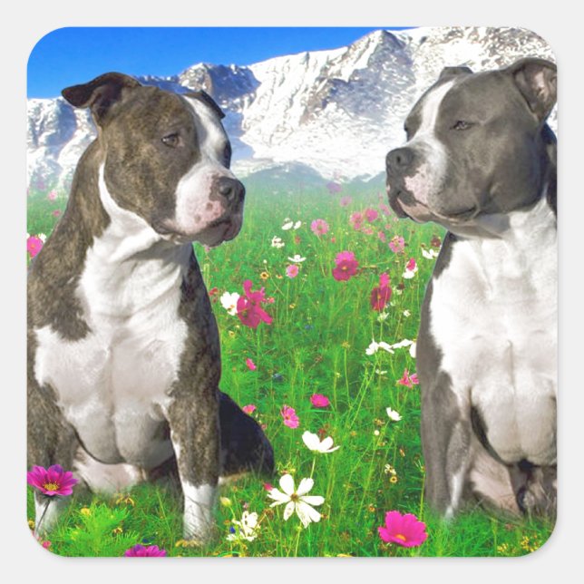 Brindle & Blue Staffordshire & Pit Bull Hunde Quadratischer Aufkleber (Vorderseite)