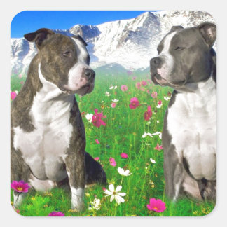 Brindle & Blue Staffordshire & Pit Bull Hunde Quadratischer Aufkleber