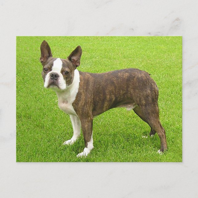 Brindle Boston Terrier Puppy Dog Denken Sie an Sie Postkarte (Vorderseite)