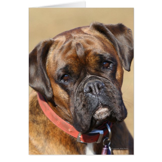 Brindle Boxer Dog (Vorne)