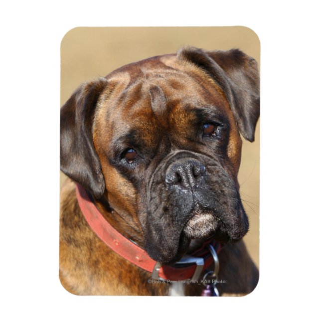 Brindle Boxer Dog Magnet (Vertikal)