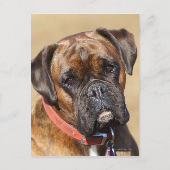 Brindle Boxer Dog Postkarte (Vorderseite)
