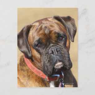 Brindle Boxer Dog Postkarte