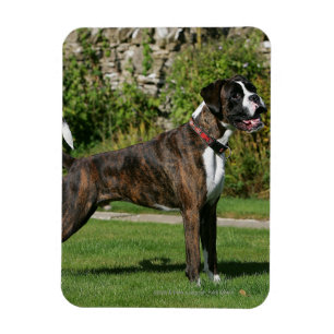 Brindle Boxer Dog Show Stance Magnet