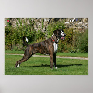 Brindle Boxer Dog Show Stance Poster