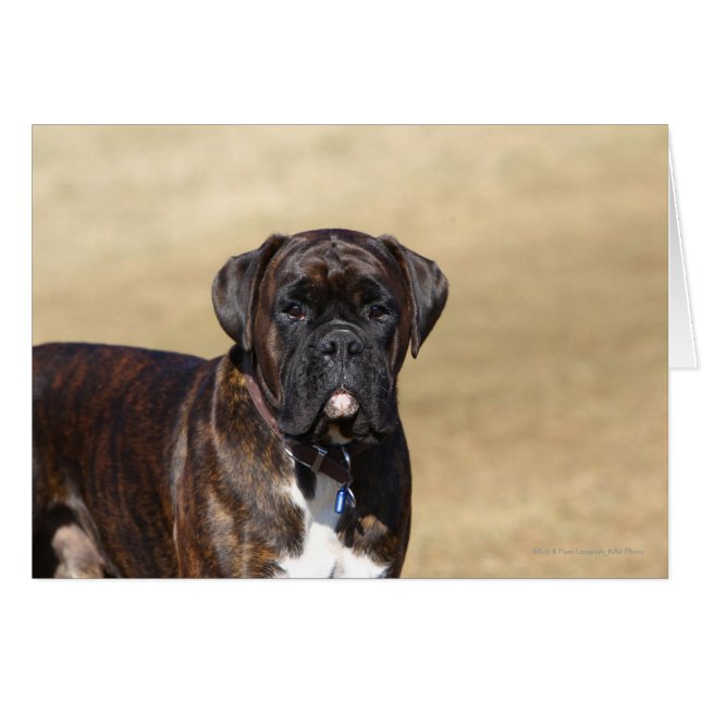 Brindle Boxer Dog Stehend (Vorderseite (Horizontal))