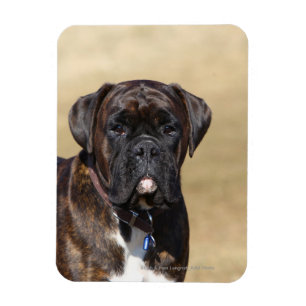 Brindle Boxer Dog Stehend Magnet