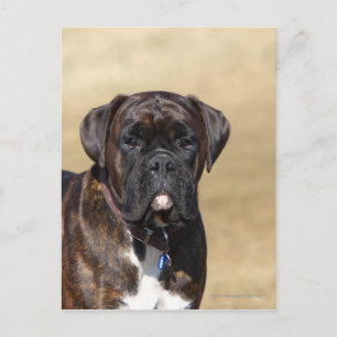 Brindle Boxer Dog Stehend Postkarte